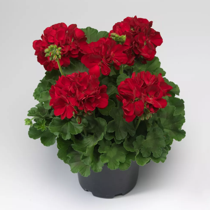 Calliope Large Dark Red Geranium