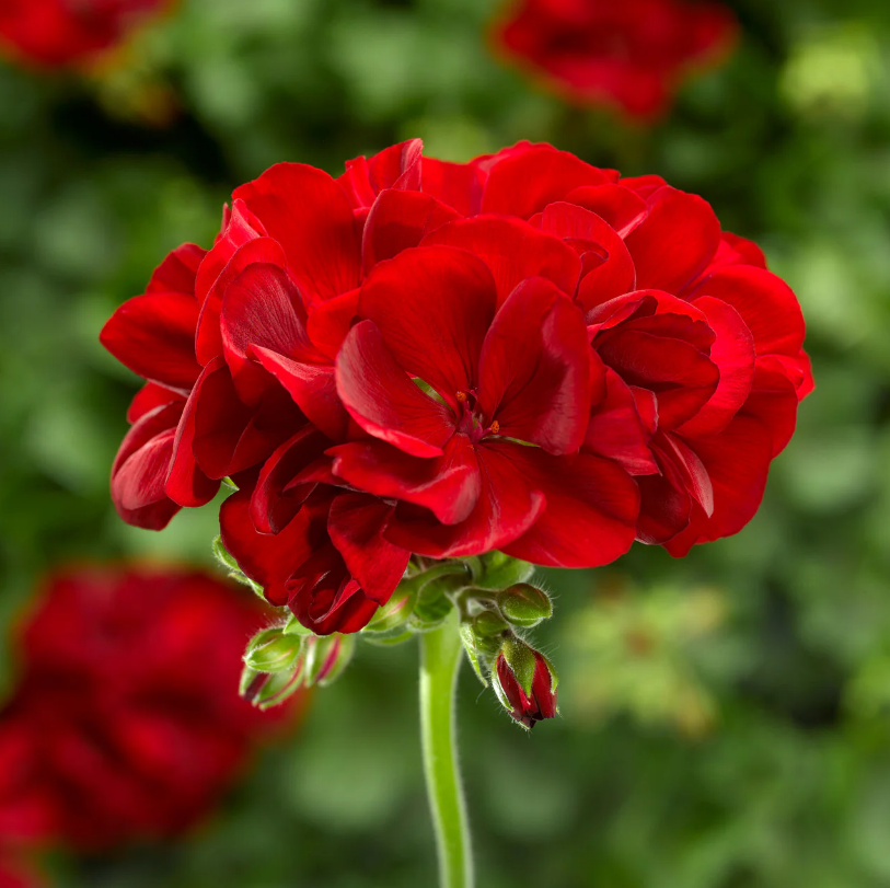 Calliope Large Dark Red Geranium