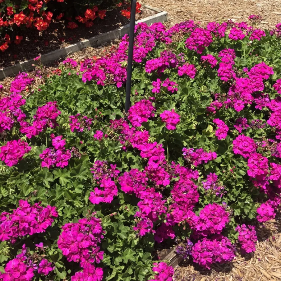 Calliope Cascade Violet Geranium