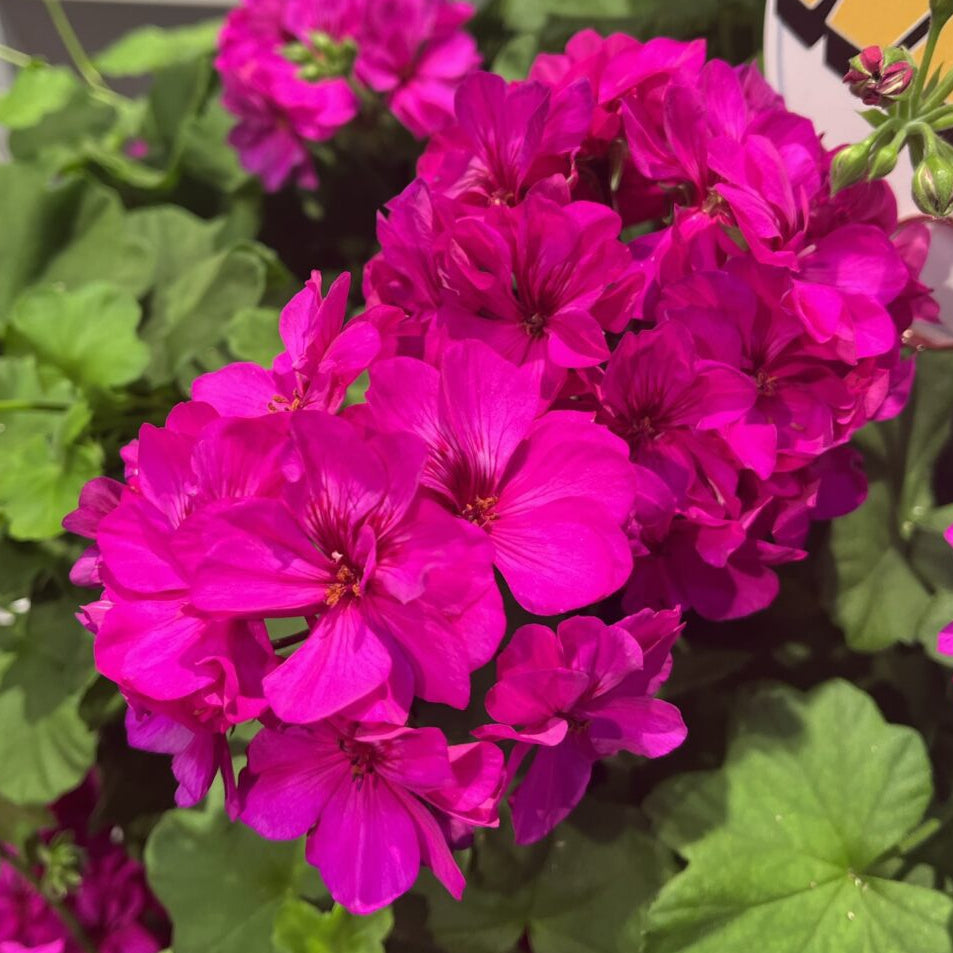 Calliope Cascade Violet Geranium