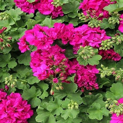 Calliope Cascade Violet Geranium