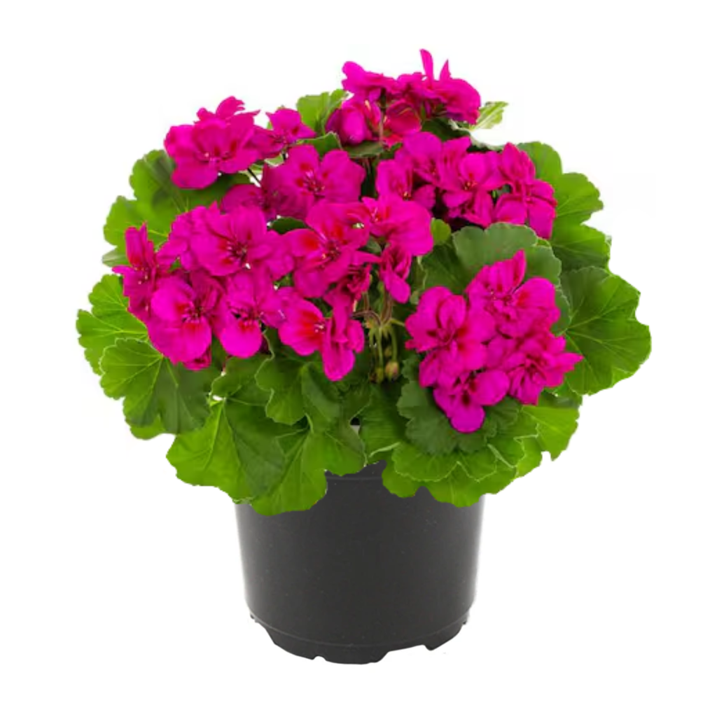 Calliope Cascade Violet Geranium