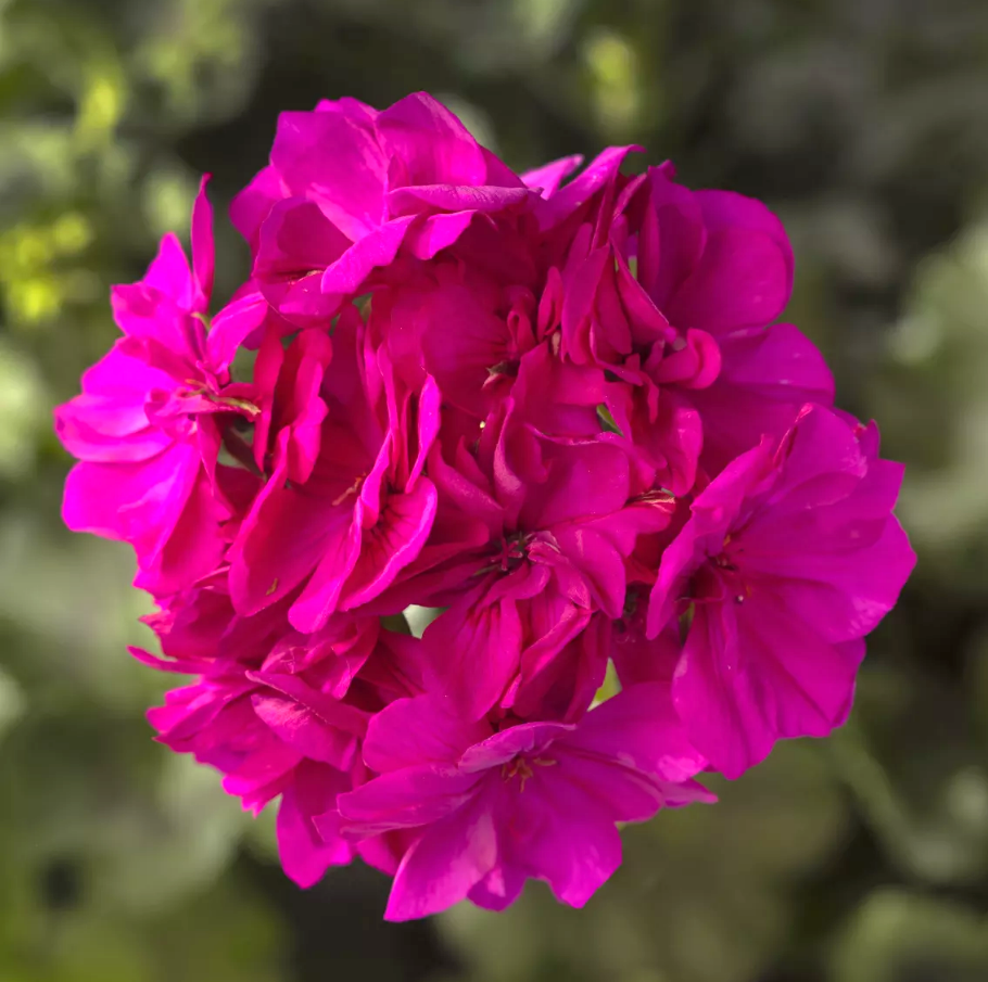 Calliope Cascade Violet Geranium