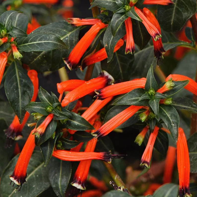 Hummingbird Magnet Basket