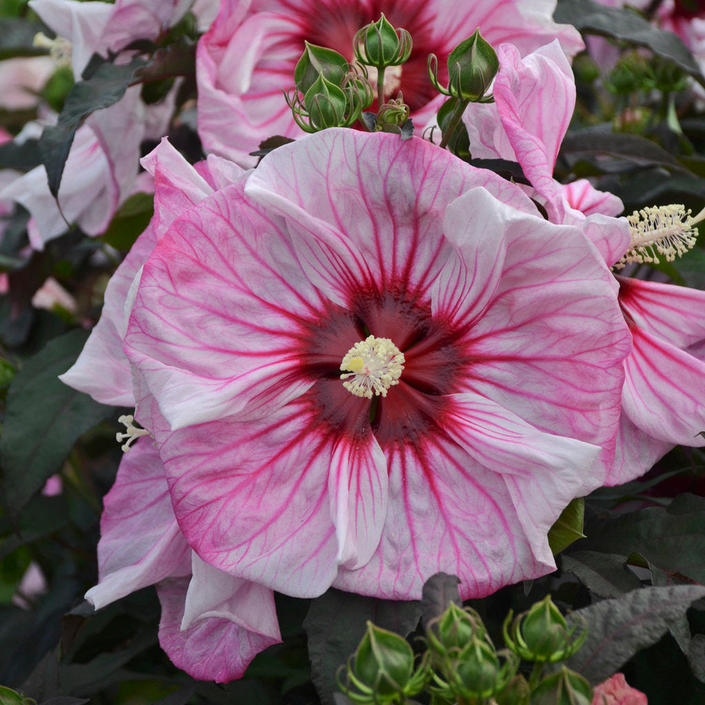 Cherry Choco Latte Hardy Hibiscus