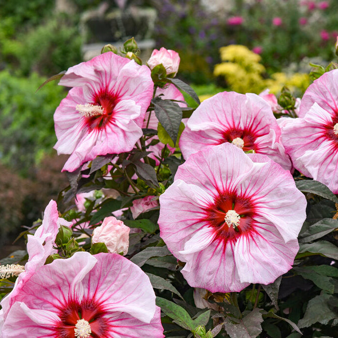 Cherry Choco Latte Hardy Hibiscus – In The Garden Landscaping