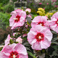 Cherry Choco Latte Hardy Hibiscus