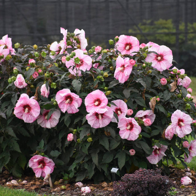 Cherry Choco Latte Hardy Hibiscus – In The Garden Landscaping