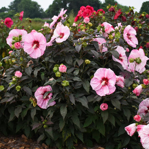 Cherry Choco Latte Hardy Hibiscus – In The Garden Landscaping