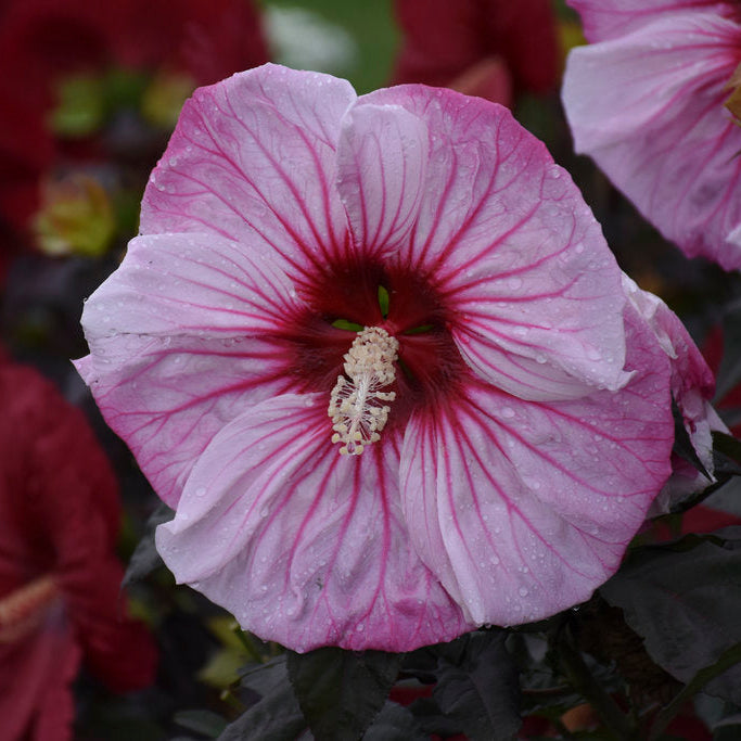 Cherry Choco Latte Hardy Hibiscus – In The Garden Landscaping