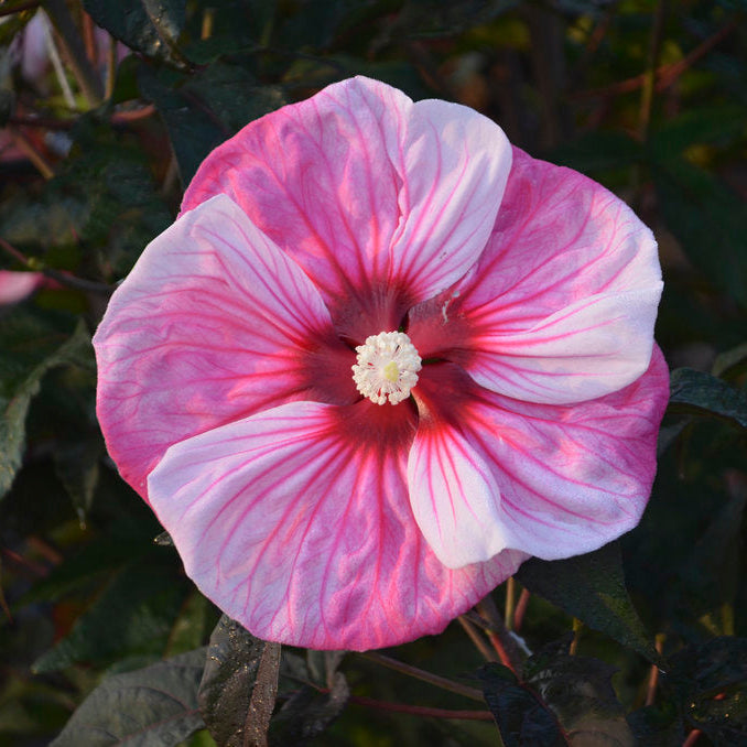 Cherry Choco Latte Hardy Hibiscus