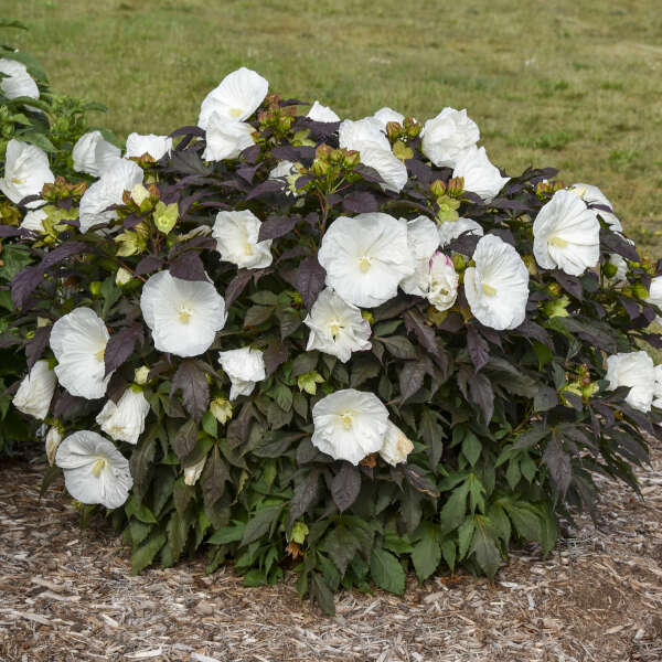 Cookies and Cream Hardy Hibiscus