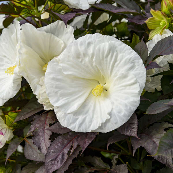 Cookies and Cream Hardy Hibiscus