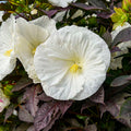 Cookies and Cream Hardy Hibiscus