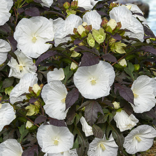 Cookies and Cream Hardy Hibiscus – In The Garden Landscaping