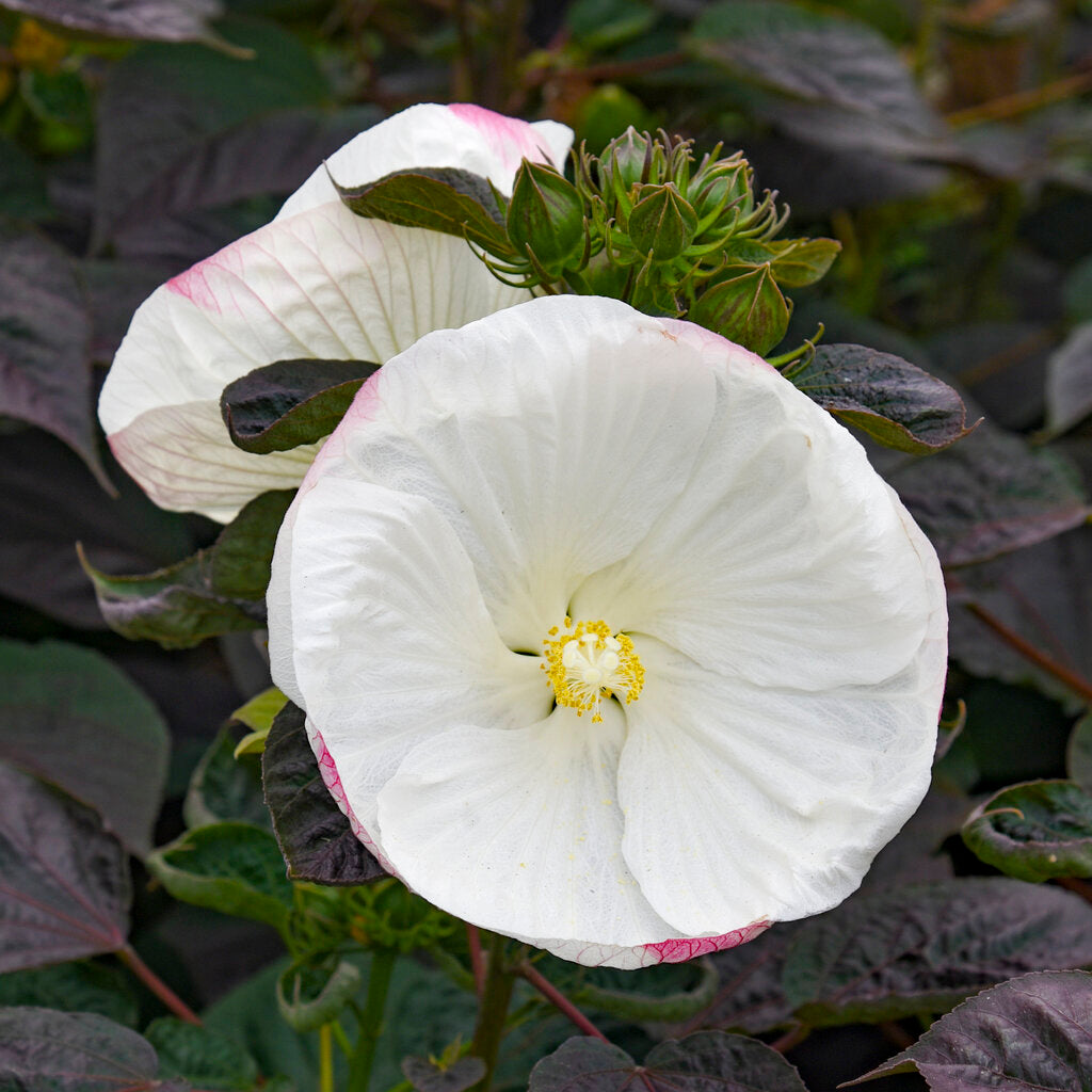 Cookies and Cream Hardy Hibiscus