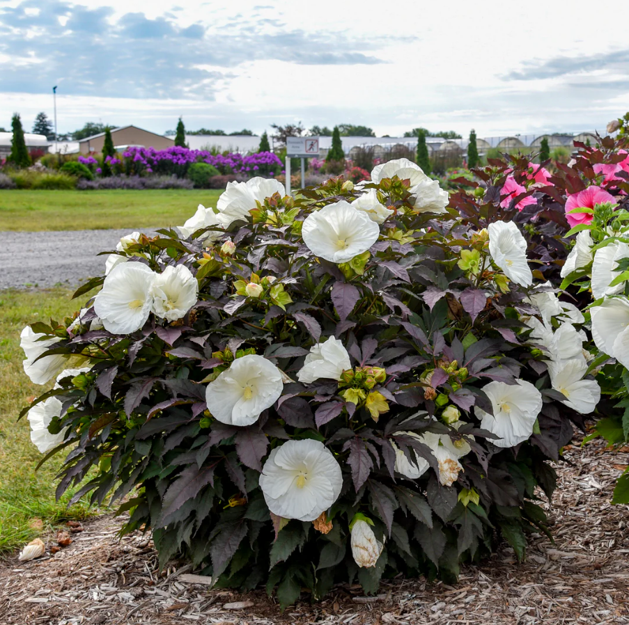 Cookies and Cream Hardy Hibiscus