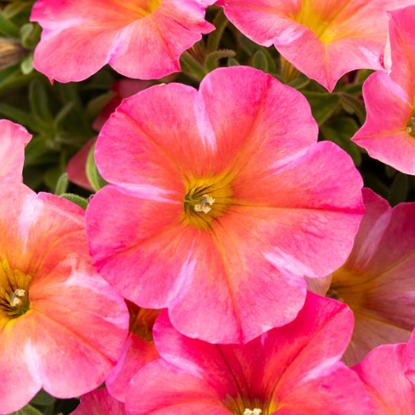 Coral Star SuperCal® Premium Petunia