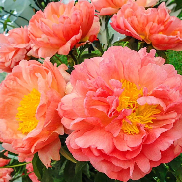 Coral Sunset Peony