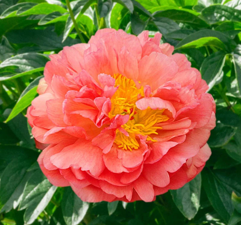 Coral Sunset Peony