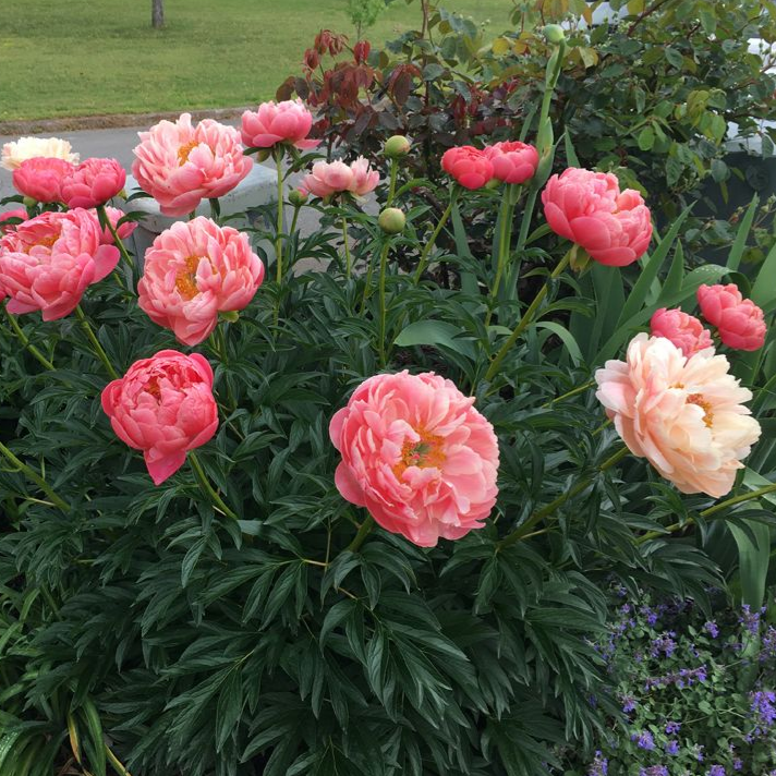 Coral Sunset Peony