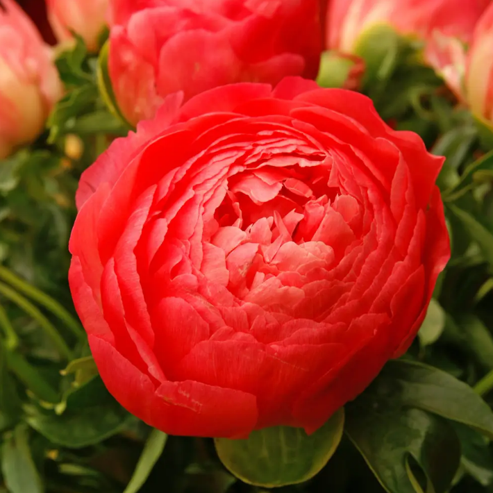 Coral Sunset Peony