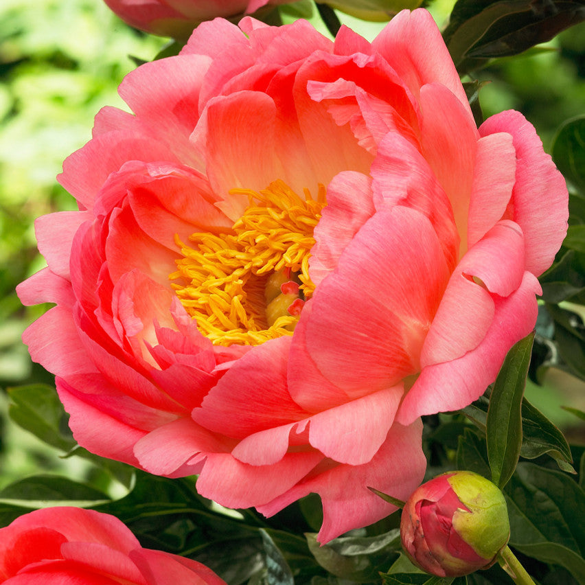 Romance Peony Collection