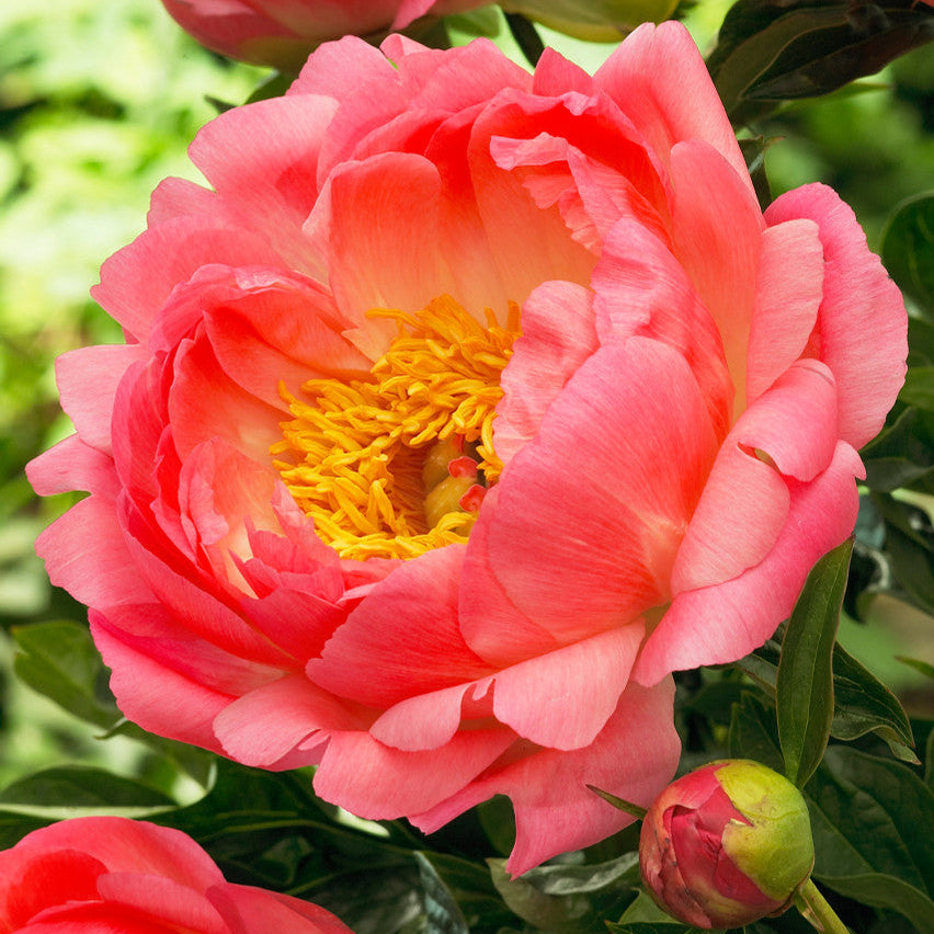 Coral Sunset Peony