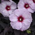 Dark Mystery Hardy Hibiscus