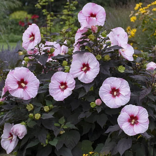 Dark Mystery Hardy Hibiscus