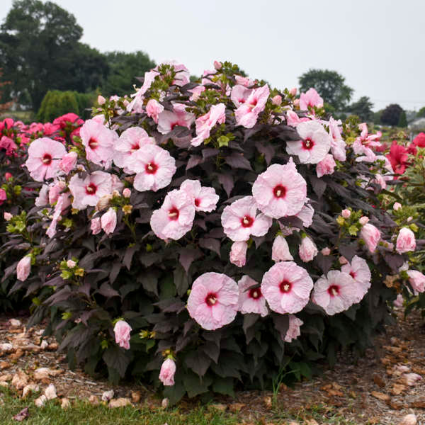 Dark Mystery Hardy Hibiscus