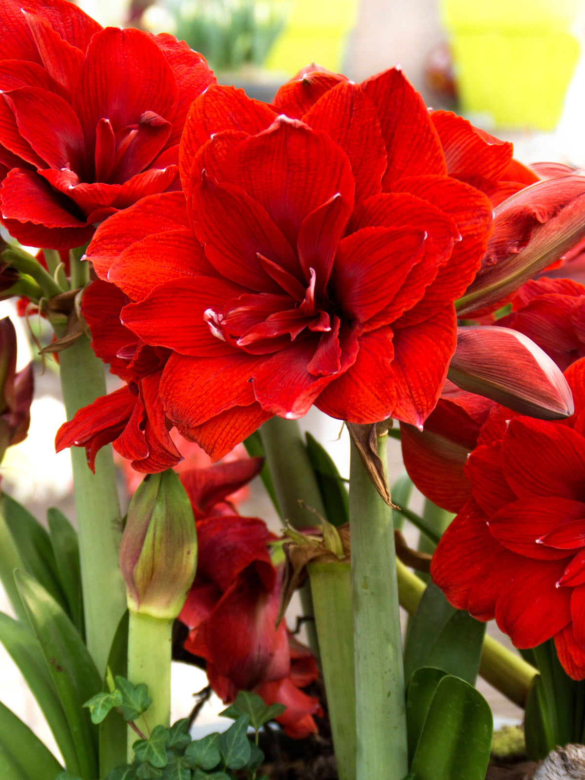 Double Dragon Amaryllis