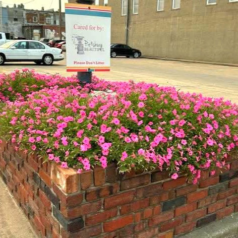 Supertunia Vista® Bubblegum® Petunia