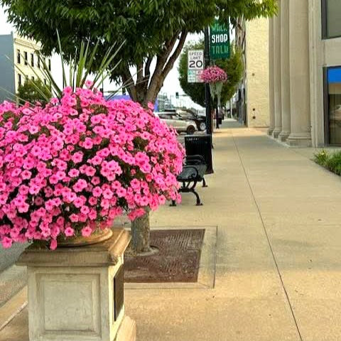 Supertunia Vista® Bubblegum® Petunia