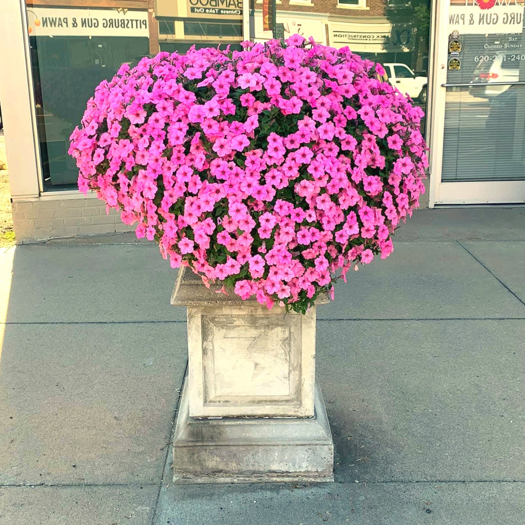 Supertunia Vista® Bubblegum® Petunia