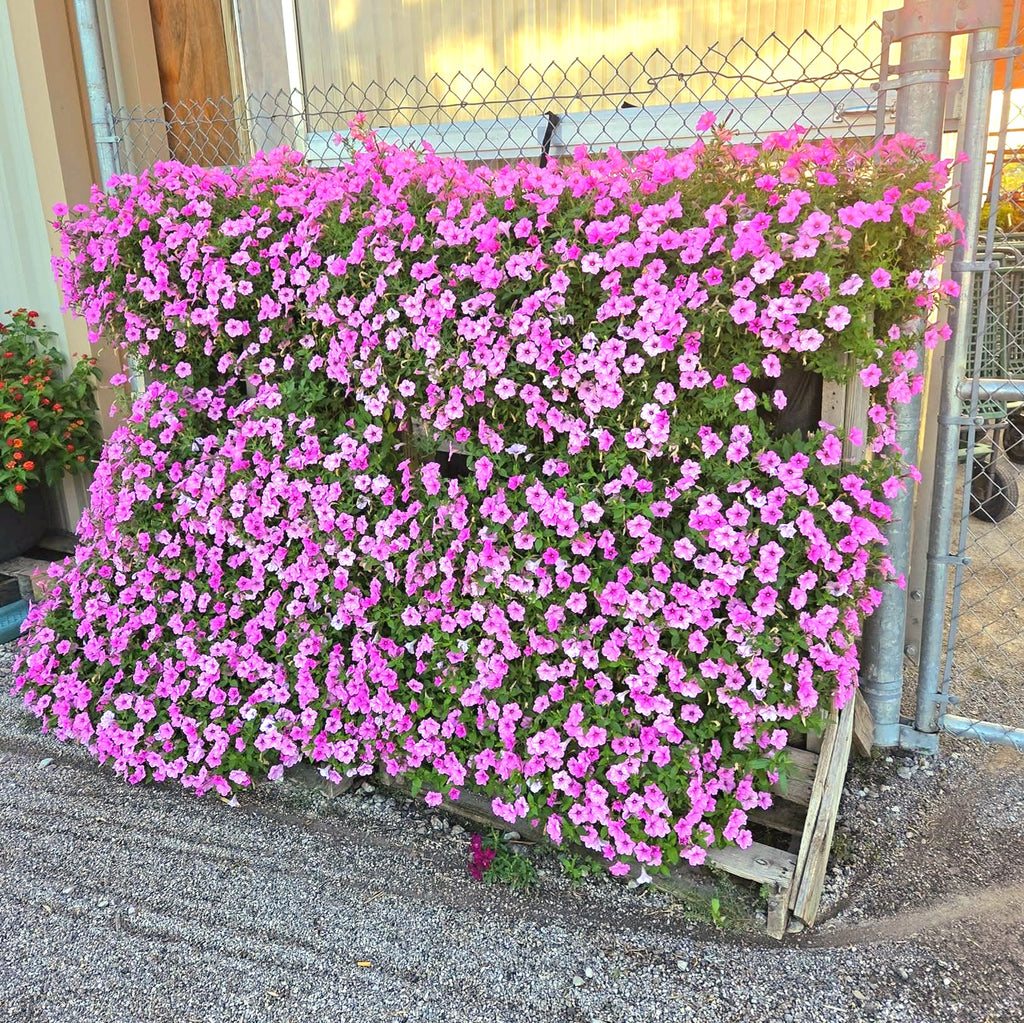 Supertunia Vista® Bubblegum® Petunia