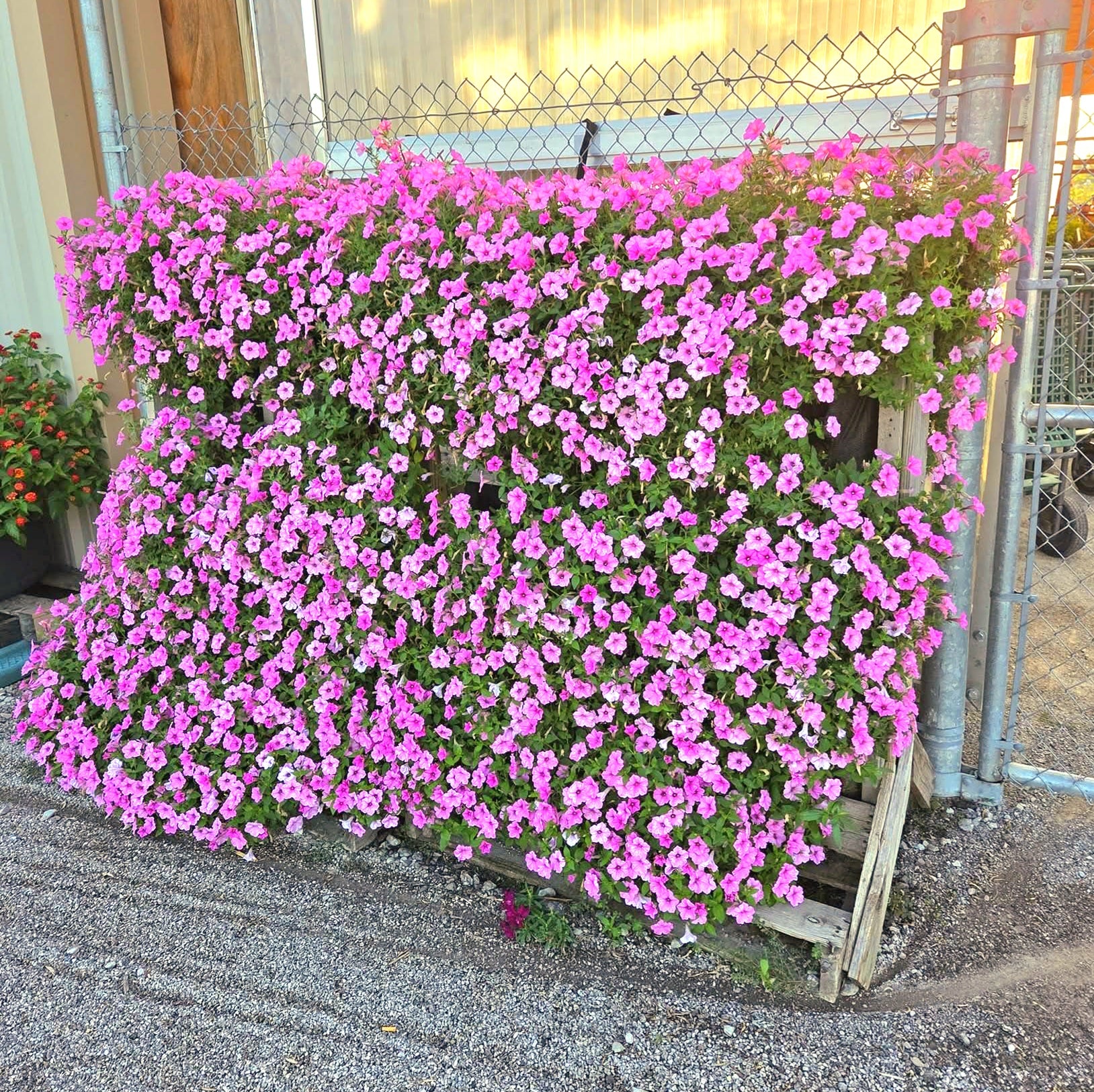 Supertunia Vista® Bubblegum® Petunia