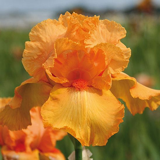 Close-up of a vibrant orange iris flower with a blurred green background