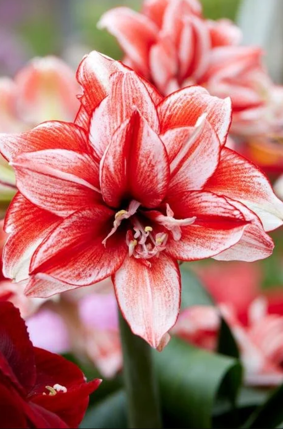 Flamed Amadeus Amaryllis