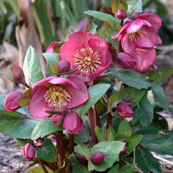 FrostKiss™ Charmer Hellebore