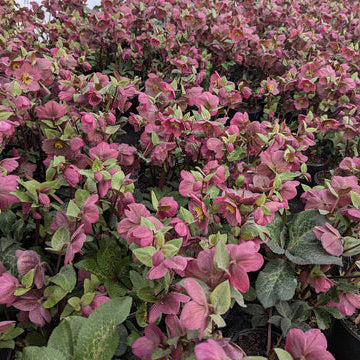 FrostKiss™ Charmer Hellebore