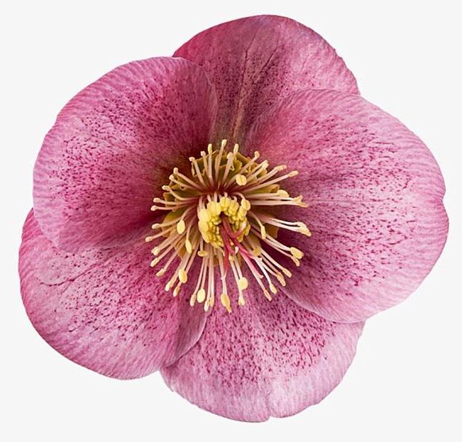 FrostKiss™ Charmer Hellebore