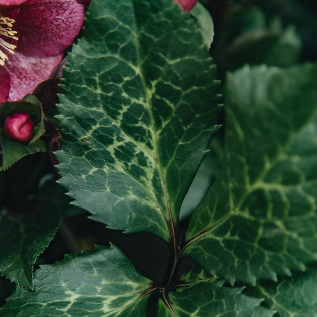 FrostKiss™ Charmer Hellebore