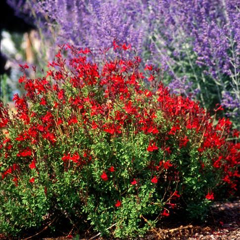 Furman's Red Autumn Sage