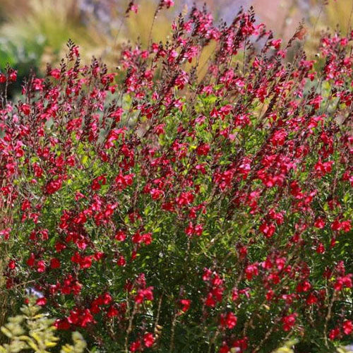Furman's Red Autumn Sage