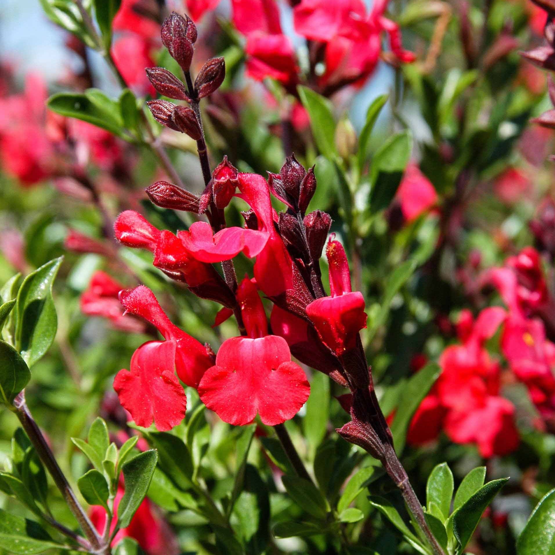 Furman's Red Autumn Sage