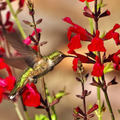 Furman's Red Autumn Sage
