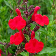 Furman's Red Autumn Sage