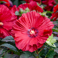 Garnet Globes Hardy Hibiscus