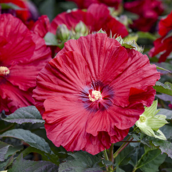Garnet Globes Hardy Hibiscus